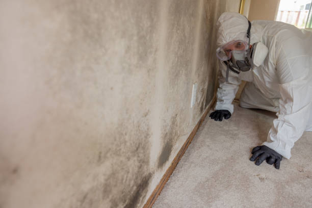 Mold Remediation for Rental Properties in Villanova, PA